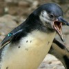 Angry Penguin